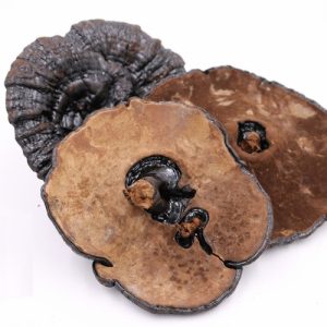 Ling Zhi Ganoderma Reishi 70g